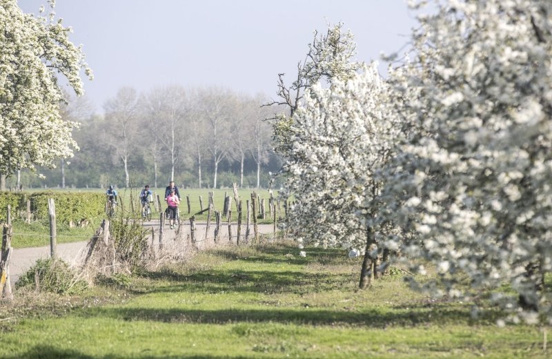 Bloesemroutes in Zuid-Limburg