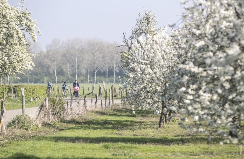 Bloesemroutes in Zuid-Limburg