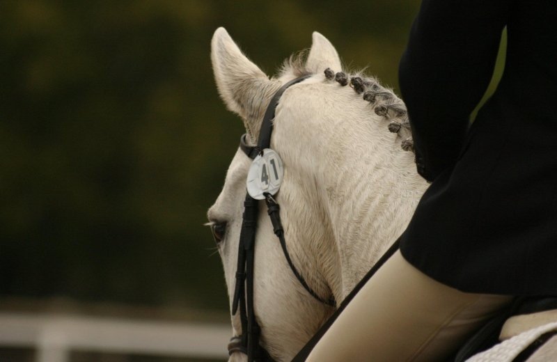 FEI Wereldruiterspelen Aken